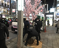 20 銀座 4丁目 木村家 屋外 室内 桜装飾