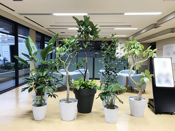 和歌山県内にあるオフィスにて観葉植物のレンタルを実施 制作事例 実績 花門フラワーゲート