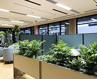 20 和歌山県 オフィス 観葉植物 レンタル
