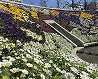 20 東京 墨田区 横網町 公園 春季慰霊大 法要 式典 花壇 管理