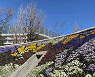 20 東京 墨田区 横網町 公園 春季慰霊大 法要 式典 花壇 管理