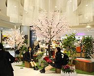 20 新横浜 新横浜 プリンスぺぺ 館内 桜装飾