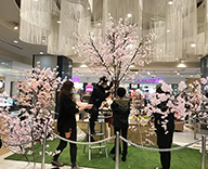 20 新横浜 新横浜 プリンスぺぺ 館内 桜装飾