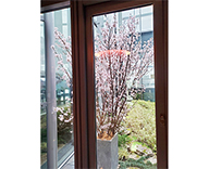 20 カレッタ汐留 46F 桜 装飾 ライトアップ 夜桜 SEASONS