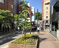 20 JR 新橋 浜松町 田町 品川 港区 街路樹 駅 緑地 季節 花壇 草花 植え替え