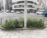 20 銀座中央通り 花壇 除草 メンテナンス マリーゴールド Futa-toki