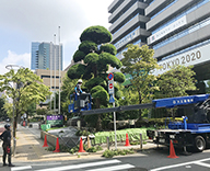 20 芝公園 港区役所 樹木管理 剪定 病害虫防除 除草 植栽維持管理