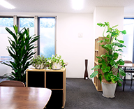 20 恵比寿 STRAIL 恵比寿スタジオ レンタル 観葉植物 適宜交換 空間作り
