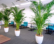20 銀座 オフィス レンタル 観葉植物 休憩スペース 植物 緑のパーティション パーソナルスペース