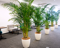 20 銀座 オフィス レンタル 観葉植物 休憩スペース 植物 緑のパーティション パーソナルスペース