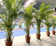 20 東京辰巳国際水泳場 日本学生選手権競技大会 観葉植物 スポット納品 SEASONS  