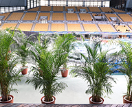 20 東京辰巳国際水泳場 日本学生選手権競技大会 観葉植物 スポット納品 SEASONS  