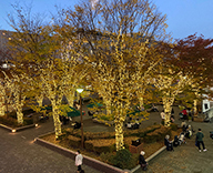 20 新浦安 広場 樹木 イルミネーション 装飾 SEASONS