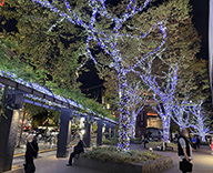 20 西銀座 通り 数寄屋橋公園 樹木 イルミネーション 装飾 SEASONS