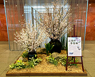 21 八重洲 オフィスビル 山形県 啓翁桜 ケイオウザクラ 装飾