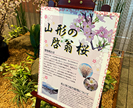 21 八重洲 オフィスビル 山形県 啓翁桜 ケイオウザクラ 装飾