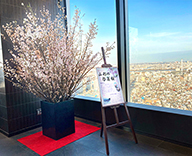 21 墨田区 スカイツリー イーストタワー 啓翁桜 生花 展示 SEASONS