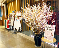 21 墨田区 スカイツリー イーストタワー 啓翁桜 生花 展示 SEASONS