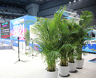 21 辰巳 東京アクアティクスセンター 日本選手権水泳競技大会競泳競技 観葉植物 seasons
