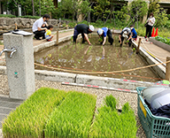 21 芝浦公園 田んぼ 管理 Futa-toki