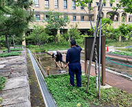 21 芝浦公園 田んぼ 管理 Futa-toki