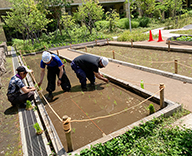 21 芝浦公園 田んぼ 管理 Futa-toki