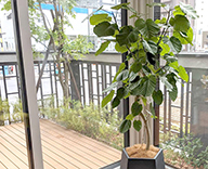 21 北海道 札幌市 住宅展示場 観葉植物 SEASONS