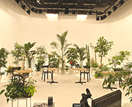 21 テレビ撮影 観葉植物 hitotoki
