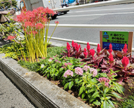 21 中央区 花咲く街角 花壇 秋 草花 Futa-toki