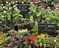 21 東京都 八丁堀 綜通 花壇 草花 植替え Futa-toki