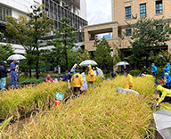 21 港区 芝浦 公園 田んぼ 稲刈り 体験 イベント Futa-toki