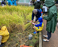 21 港区 芝浦 公園 田んぼ 稲刈り 体験 イベント Futa-toki