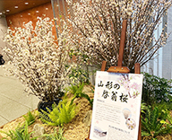 22 山形県 啓翁桜 ケイオウザクラ 装飾 SEASONS