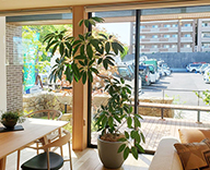 22 神奈川県 住宅展示場 観葉植物 hitotoki
