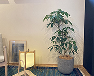 22 京都市 住宅展示場 観葉植物 hitotoki