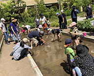 22 港区 芝浦公園 田 田植え体験 イベント