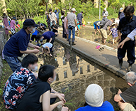 22 港区 芝浦公園 田 田植え体験 イベント