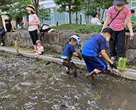 22 港区 芝浦公園 田 田植え体験 イベント