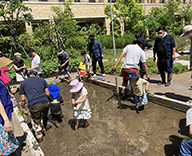 22 港区 芝浦公園 田 田植え体験 イベント