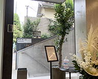 22 THOUSE maison de R 代官山 POP UP 会場 観葉植物 装飾 樹形 プランター 植物 市場 自社 ハウス 養生 ウンベラータ 葉 良い 状態 SEASONS