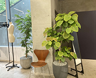 22 THOUSE maison de R 代官山 POP UP 会場 観葉植物 装飾 樹形 プランター 植物 市場 自社 ハウス 養生 ウンベラータ 葉 良い 状態 SEASONS