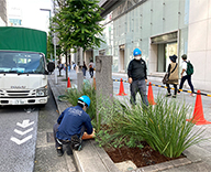 22 銀座 中央通り 1丁目 8丁目 花壇 メンテナンス 秋 剪定 除草 マルチング コルチカム 綺麗 咲いて 華やか 4丁目 西側 ふたとき Futa-toki