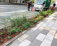 22 銀座 中央通り 1丁目 8丁目 花壇 メンテナンス 秋 剪定 除草 マルチング コルチカム 綺麗 咲いて 華やか 4丁目 西側 ふたとき Futa-toki