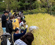 22 芝浦公園 田んぼ 稲刈り 体験 お米 はざがけ Futa-toki
