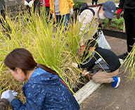 22 芝浦公園 田んぼ 稲刈り 体験 お米 はざがけ Futa-toki