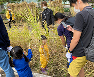 22 芝浦公園 田んぼ 稲刈り 体験 お米 はざがけ Futa-toki