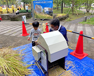 22 芝浦公園 田んぼ 稲刈り 体験 お米 はざがけ Futa-toki