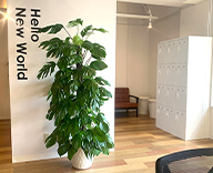 23 藤沢 オフィス レンタル 観葉 植物 設置 綺麗 数多く 好み 種類 皆様 好評 hitotoki 事例