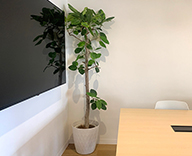 23 藤沢 オフィス レンタル 観葉 植物 設置 綺麗 数多く 好み 種類 皆様 好評 hitotoki 事例