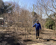 23 埼玉 県 川口 市 造園 屋 マンション 植栽 材料 検査 客 植物 一目惚れ ピスタチア ピスタチオ 葉 対性複葉 自然 魅力 マスティックツリー 香料 樹木 枝葉 蒸留水 香り 暑さ 寒さ 病害虫 日向 半日陰 Futa-toki 事例